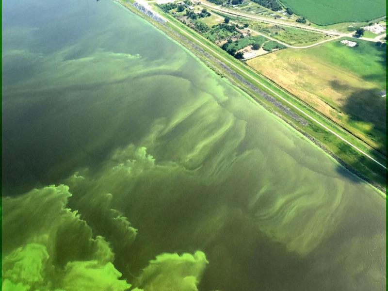 UF researchers and other scientists developing algae bloom alert system