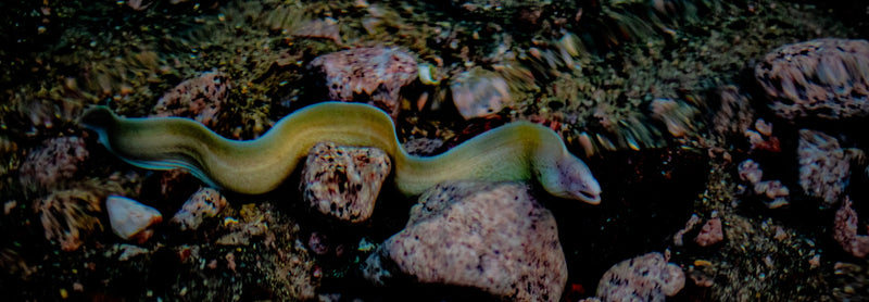 Denied entry: How dams stop freshwater species from migrating