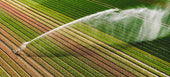 How to feed 10 billion people? On the management of water resources in agriculture