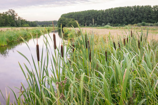 EPA to revise Water of the U.S. rule