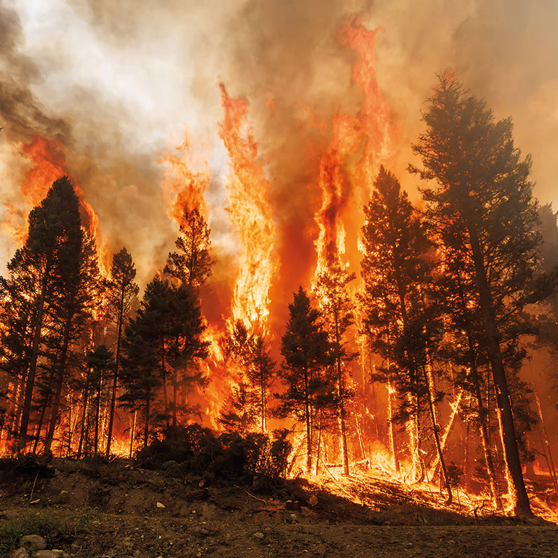 After the flames, wildfires pollute drinking water for years