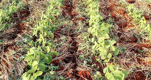 German water and wastewater association promotes organic farming
