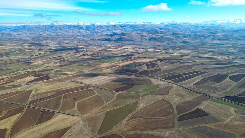 Roughly One-Sixth of Croplands Globally Polluted With Toxic Heavy Metals, Researchers Say